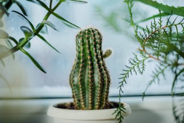 Pencere kenarında kaktüs ve ev bitkileri ve pencerenin arkasında bir yağmur.