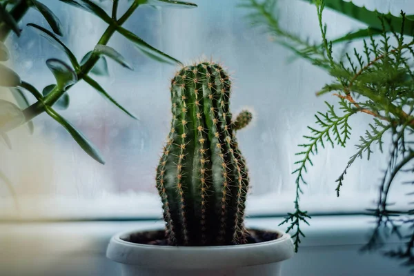 Cactus Piante Appartamento Sul Davanzale Della Finestra Una Pioggia Dietro — Foto Stock