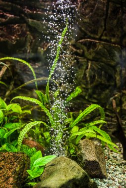 Havalandırmadan çıkan hava kabarcıklarıyla dolu akvaryum yosunları.