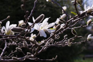 Baharın başlarında çiçek açan manolya