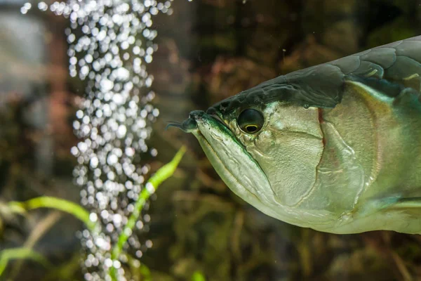 rare exotic huge fish in the aquarium