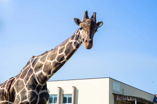 One Tall Adult Giraffe Zoo Lawn — Stock Photo, Image