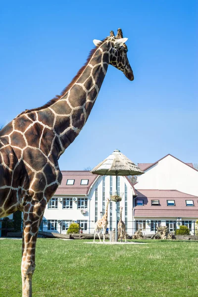 One Tall Adult Giraffe Zoo Lawn — Stock Photo, Image