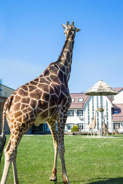 One Tall Adult Giraffe Zoo Lawn — Stock Photo, Image