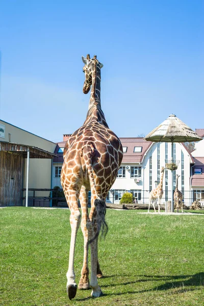 One Tall Adult Giraffe Zoo Lawn — Stock Photo, Image