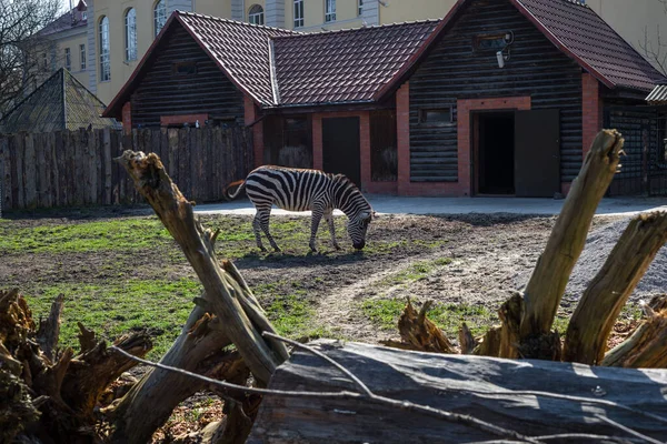 Zebra Pastando Zoológico — Fotografia de Stock