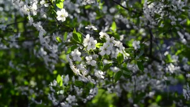 Çiçek Açan Kiraz Ağacının Dalları Beyaz Çiçekler Rüzgarda Sallanıyor — Stok video