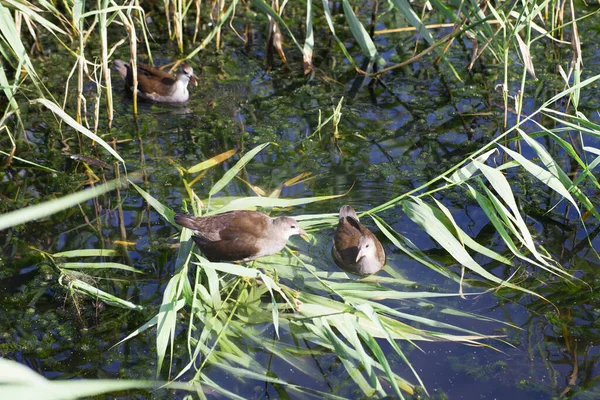 Pájaro Común Gallina Agua Gallina Hembra Aves Lago — Foto de Stock