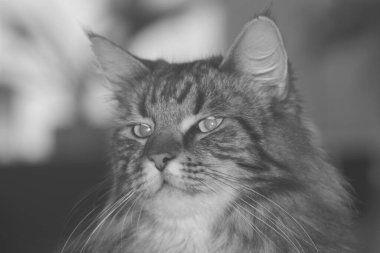 Gri, siyah bir kedinin yüzünü kapatın.