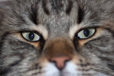 Gri, siyah bir kedinin yüzünü kapatın.