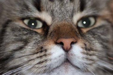 Gri, siyah bir kedinin yüzünü kapatın.