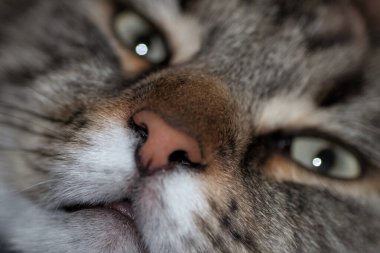 Gri, siyah bir kedinin yüzünü kapatın.