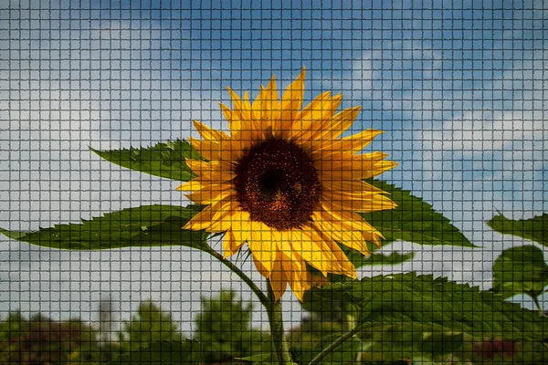 Zblízka Krásné Rostliny Zahradě Letním Období Mozaice Stylu — Stock fotografie