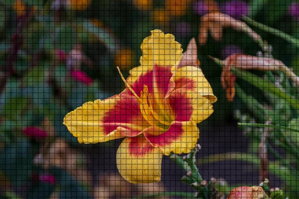 Közelkép Egy Gyönyörű Növény Kertben Nyáron Mozaik Stílusban — Stock Fotó