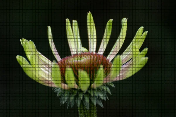 Primer Plano Una Hermosa Planta Jardín Hora Verano Estilo Mosaico — Foto de Stock