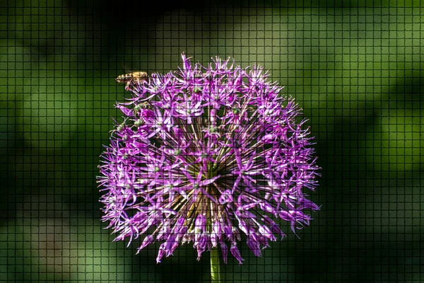 夏の庭の美しい植物の閉鎖モザイクスタイルで — ストック写真