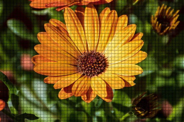 Close Beautiful Plant Garden Summer Time Mosaic Style — Stock Photo, Image