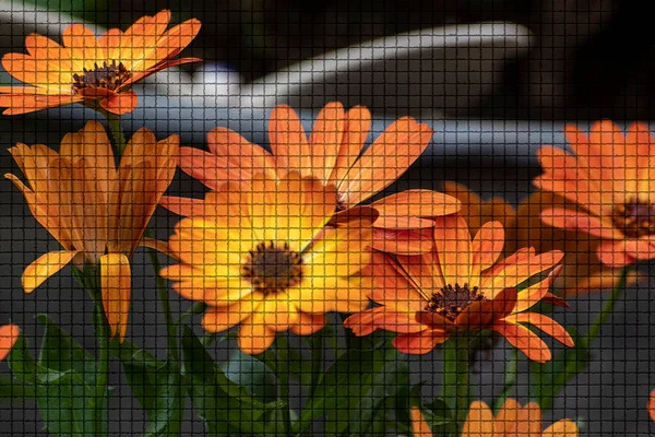 Primer Plano Una Hermosa Planta Jardín Hora Verano Estilo Mosaico —  Fotos de Stock