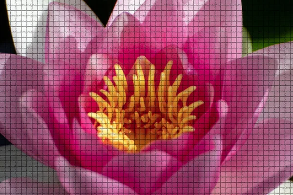Közelkép Egy Gyönyörű Növény Kertben Nyáron Mozaik Stílusban — Stock Fotó