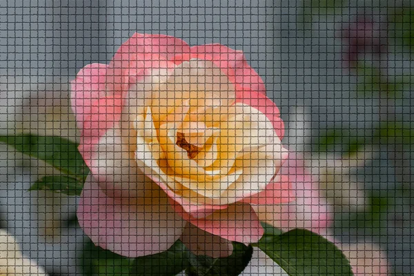 Gros Plan Une Belle Plante Dans Jardin Heure Été Dans — Photo