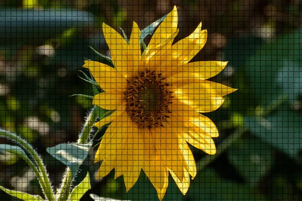 Close Beautiful Plant Garden Summer Time Mosaic Style — Stock Photo, Image