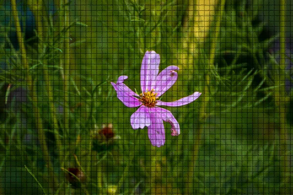 Primer Plano Una Hermosa Planta Jardín Hora Verano Estilo Mosaico — Foto de Stock