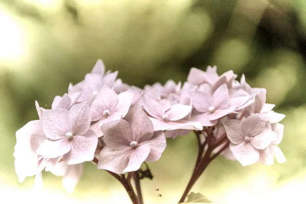 春天的时候 在花园里 用古老的摄影风格把一朵美丽的花合拢在一起 — 图库照片