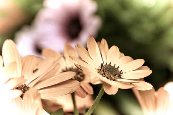 Närbild Vacker Blomma Trädgården Våren Gammal Fotografering Stil — Stockfoto