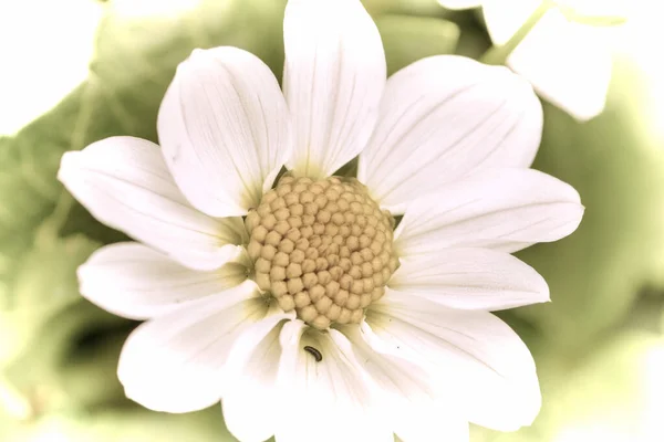 Close Uma Bela Flor Jardim Primavera Estilo Fotografia Antiga — Fotografia de Stock