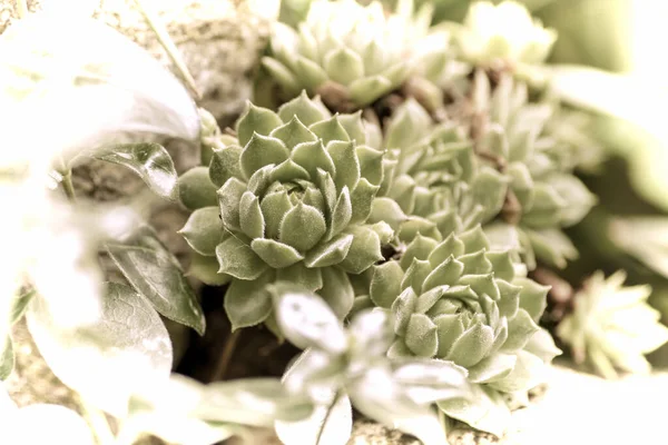 Primer Plano Una Hermosa Flor Jardín Primavera Estilo Fotografía Antigua — Foto de Stock