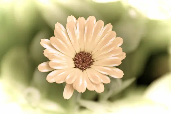 Närbild Vacker Blomma Trädgården Våren Gammal Fotografering Stil — Stockfoto