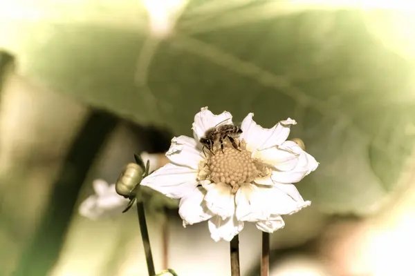 Närbild Vacker Blomma Trädgården Våren Gammal Fotografering Stil — Stockfoto