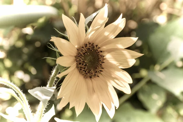 Nahaufnahme Einer Schönen Blume Garten Zur Frühlingszeit Alten Stil Der — Stockfoto