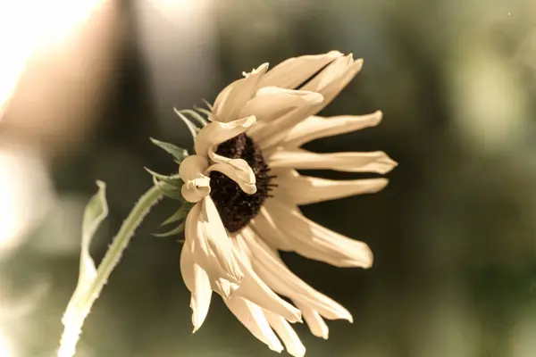 Közelkép Egy Gyönyörű Virág Kertben Tavasszal Régi Fotózás Stílusban — Stock Fotó