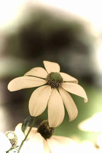 Gros Plan Une Belle Fleur Dans Jardin Printemps Dans Style — Photo