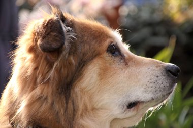 Baharda Romanya 'dan gelen melez bir köpeğin portresi.