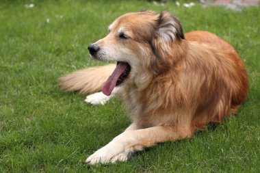 Baharda Romanya 'dan gelen melez bir köpeğin portresi.