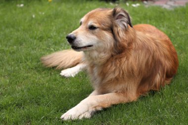 Baharda Romanya 'dan gelen melez bir köpeğin portresi.
