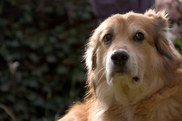 Portraitaufnahme Eines Mischlingshundes Aus Rumänien Garten Zur Frühlingszeit — Stockfoto
