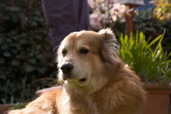 Baharda Romanya Dan Gelen Melez Bir Köpeğin Portresi — Stok fotoğraf