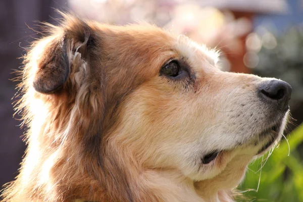 Baharda Romanya Dan Gelen Melez Bir Köpeğin Portresi — Stok fotoğraf