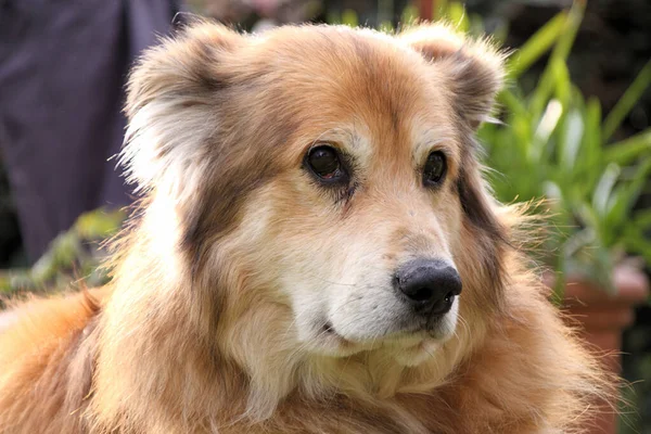 Baharda Romanya Dan Gelen Melez Bir Köpeğin Portresi — Stok fotoğraf