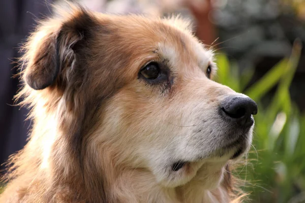 Retrato Perro Raza Mixta Rumania Jardín Primavera — Foto de Stock