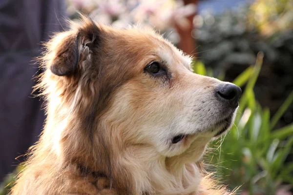 Baharda Romanya Dan Gelen Melez Bir Köpeğin Portresi — Stok fotoğraf