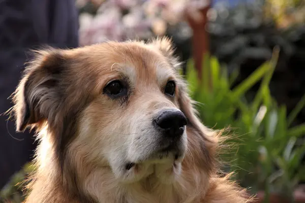 Baharda Romanya Dan Gelen Melez Bir Köpeğin Portresi — Stok fotoğraf