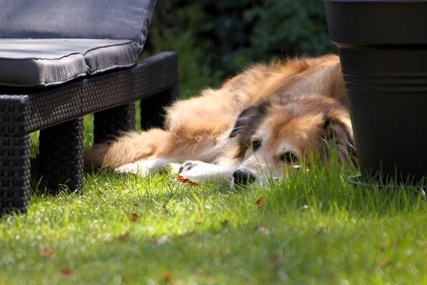 Портрет Змішаного Собаки Румунії Саду Навесні — стокове фото