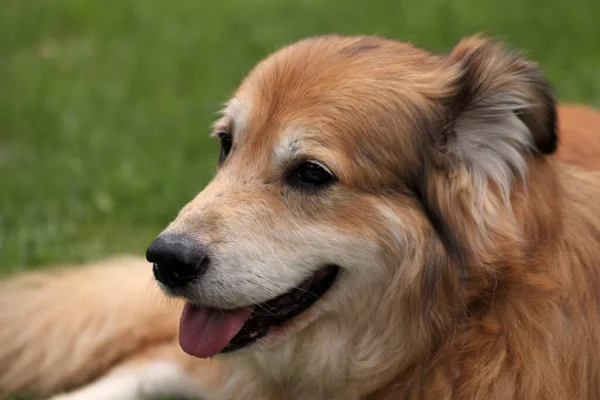 Porträtt Blandras Hund Från Rumänien Trädgården Våren — Stockfoto