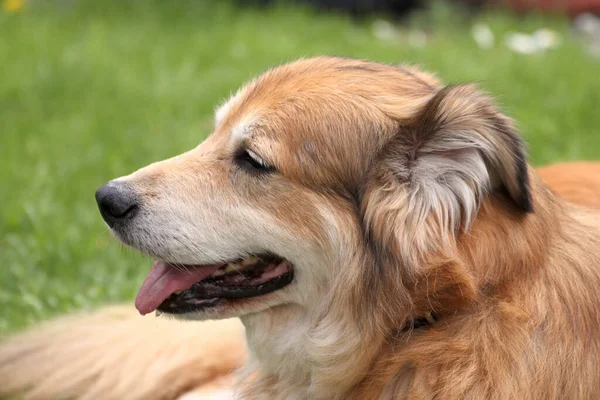 Portrait Shot Mixed Breed Dog Romania Garden Spring Time — Stock Photo, Image