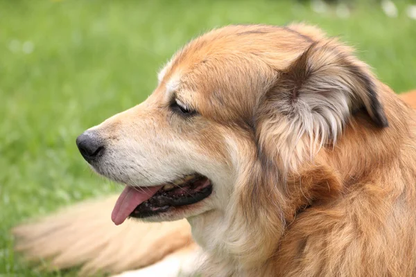 Retrato Perro Raza Mixta Rumania Jardín Primavera — Foto de Stock