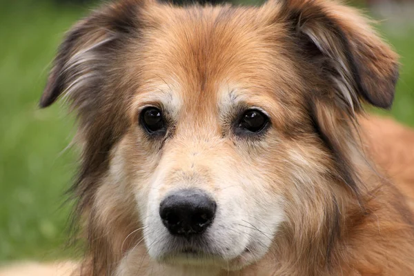 Baharda Romanya Dan Gelen Melez Bir Köpeğin Portresi — Stok fotoğraf